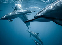 118图库-参数说明